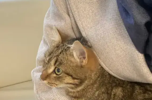 Найден домашний котик на Воронцовском б-р, Мурино