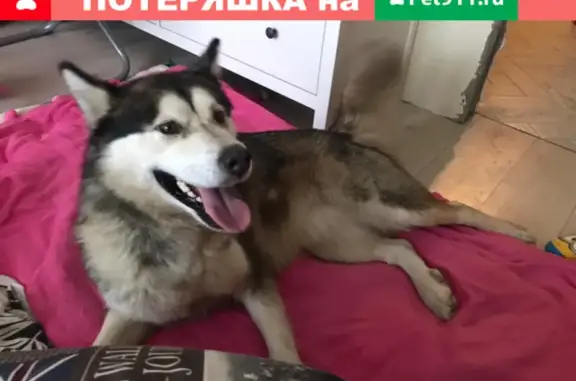 Найдена собака в Дербышах на Московской улице