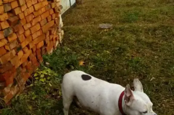 Найдена белая собака с красным ошейником в Ларцево