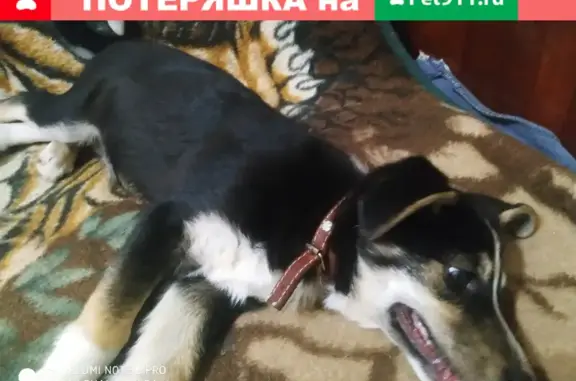 Найдена собака с двумя хвостиками на Ленинградском проспекте 47