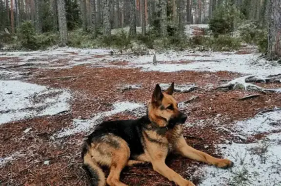 Найдена собака возле Уловного Озера в Сосновском поселении
