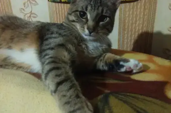 Пропала кошка Кузя на Пролетарской, Балашиха