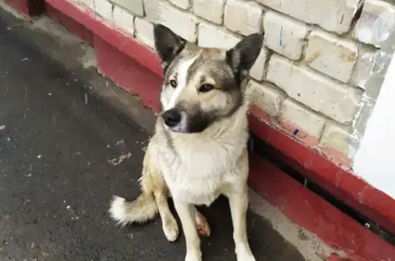Найдена собака в Автозаводском районе, улица Героя Юрия Смирнова