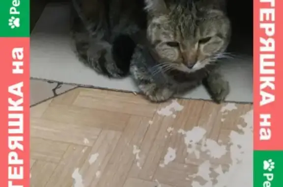 Найден котик с ошейником у Макдональдс в Ярославле