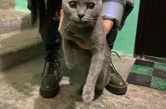 Найдена кошка на ул. Богдана Хмельницкого, Воронеж