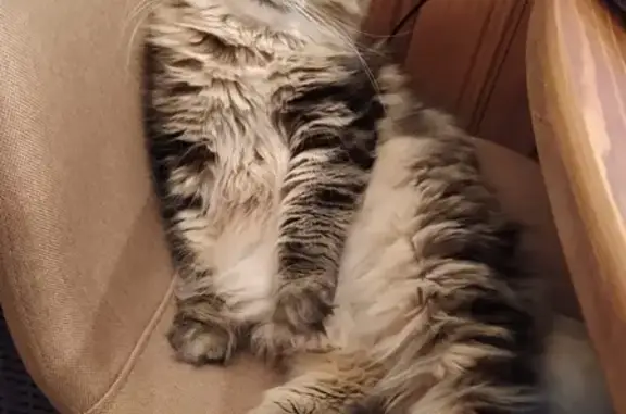 Кошки потеряшки, Санкт-Петербург, фото: Потеряшка кошка Евсей на Ветеранов, СПб