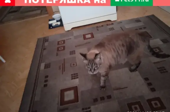 Найдена кошка на Молокова 46 в районе Взлетка