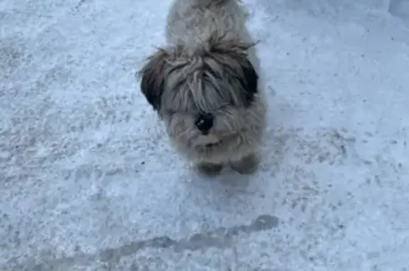 Собаки потеряшки, Томск, фото: Потеряшка собака на Транспортной улице, Томск