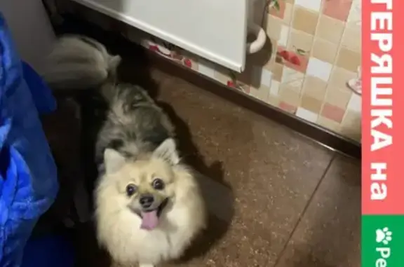 Найдена собака в Советском районе Красноярска