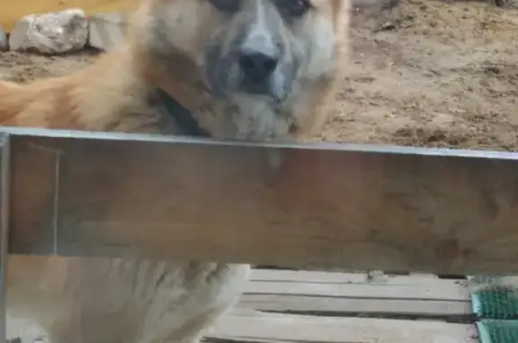 Пропала собака на Соборной горе в Серпухове