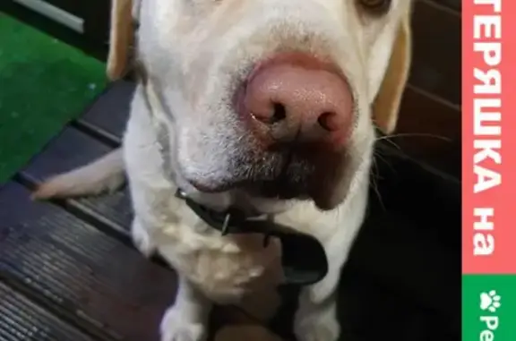 Собаки потеряшки, Санкт-Петербург, фото: Потеряшка собака Дора, Апраксин, Мгинское городское поселение