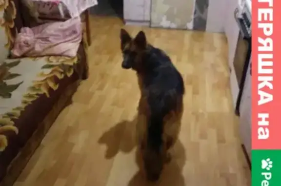 Найдена собака Овчарка в центре Твери на улице Ефимова