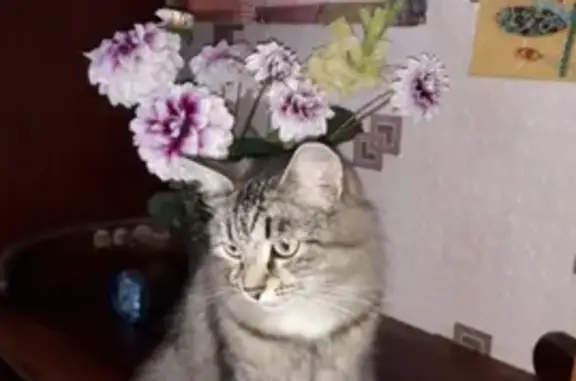 Кошки потеряшки, Казань, фото: Потеряшка кошка в Казани, проезд Шейнкмана, 12.