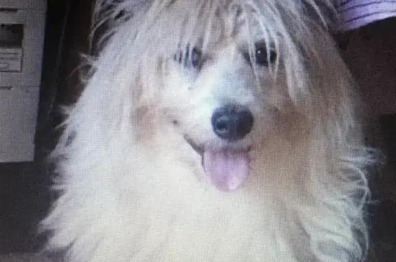 Пропала собака Метис самоеда в Булгаково, Московская область