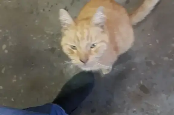 Найден кот на ул. Марата, 77 в СПб