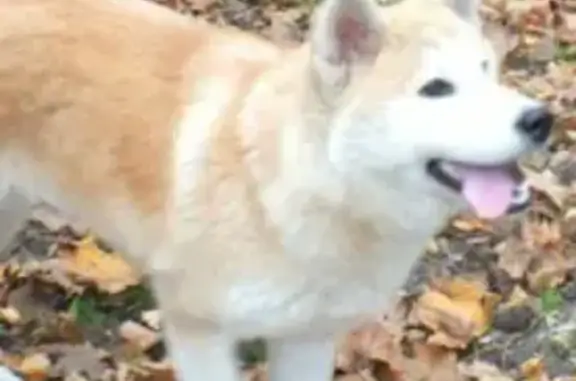 Пропала собака в Пушкино, Московская область - помогите найти!