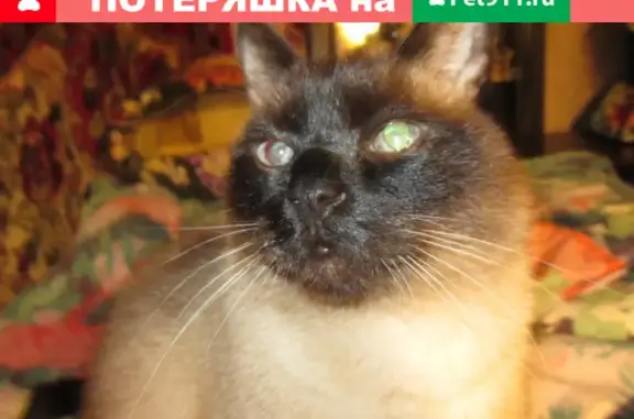 Пропала кошка на Семёновском Валу, 6 в Москве.