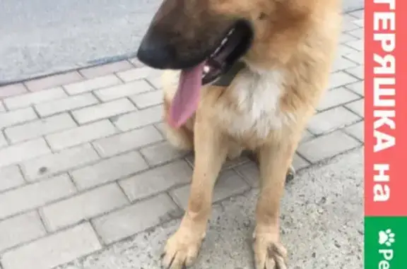 Найдена собака на Совхозной улице