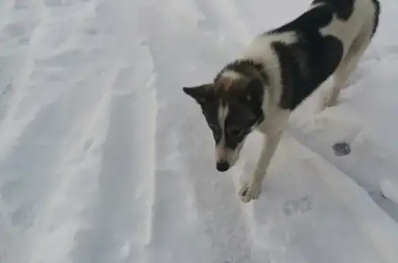 Собака найдена на ул. Серова, Казань, Россия