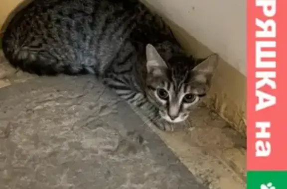 Потерянная кошка в Голубом, Солнечногорск