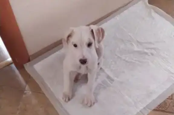 Собака найдена у метро Братиславская