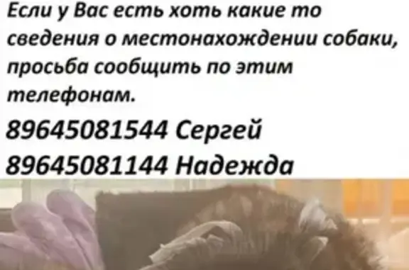 Пропала собака Пандора в МО Серпуховском районе