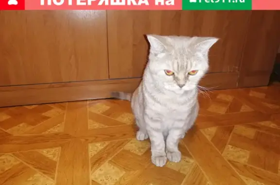 Кошка найдена на Ярославской, 142