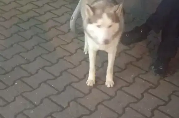 Найдена собака в районе автовокзала, адрес: Боковая улица, 14