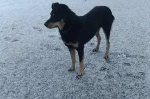 Найдена собака на ул. Перерва, Москва