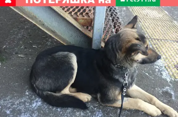Найдена собака на улице Союзной
