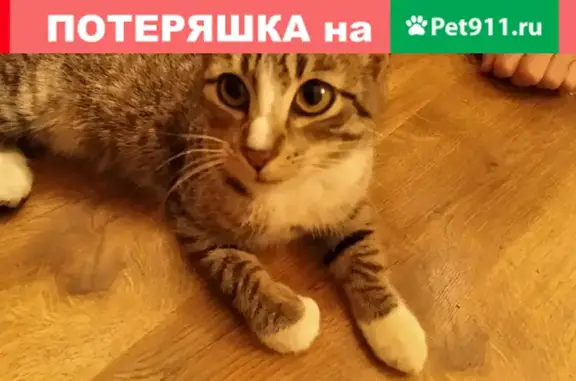 Найден котенок на Гагарина, 21 ноября