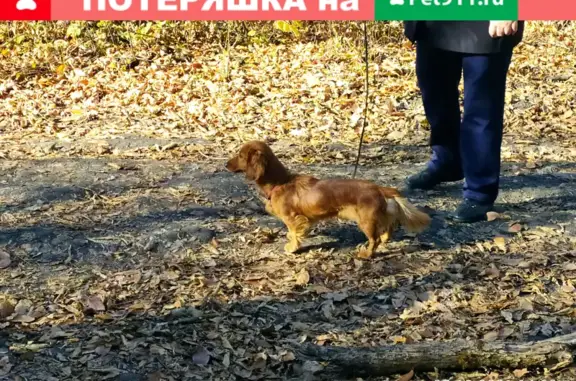 Пропала собака на Аэроклубовском переулке