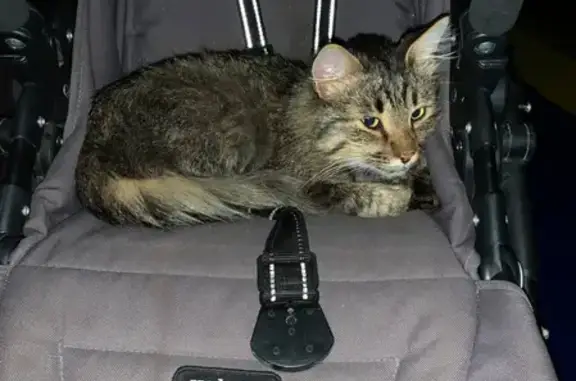 Найден кот с выбритым животиком в ЖК 