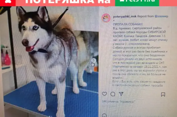 Пропала собака ХАСКИ в СНТ МАРТЬЯНОВО, Арнеево