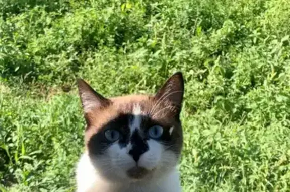 Пропала кошка Кекс в деревне Ороктой, Республика Алтай