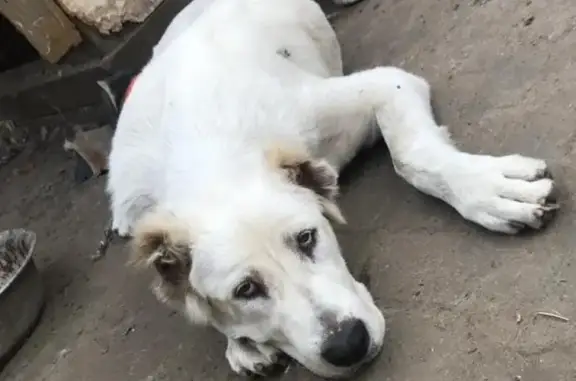 Пропала собака Герда на Полевой улице