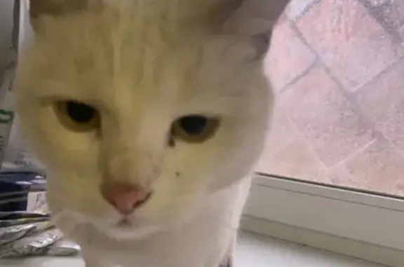 Белая кошка найдена на Смирновской, Люберцы