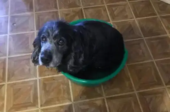 Собаки потеряшки, Санкт-Петербург, фото: Потеряшка собака в Санкт-Петербурге.