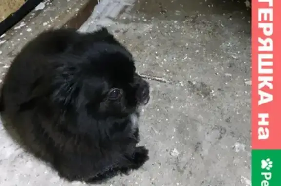 Найдена собака в Талнах, Норильск, Красноярский край