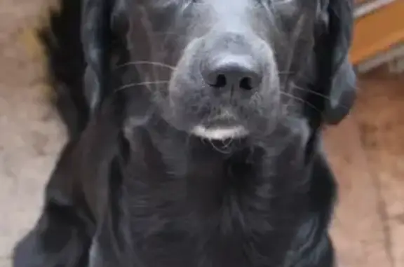 Собаки потеряшки, Томск, фото: Потеряшка пёс в пос. Апрель, приметы - белое пузико и подбородок