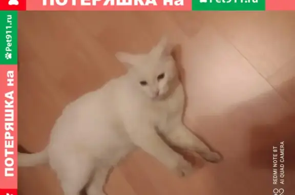 Пропал кот Лайк в Брагино, Ярославская область