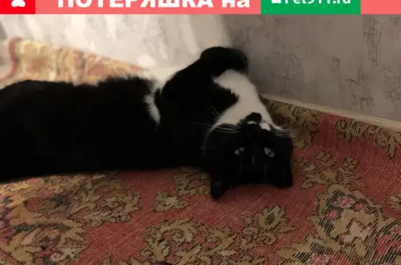Пропала кошка Пуля на ул. Чайковского 64, Ставрополь
