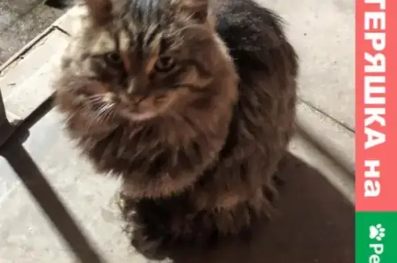 Найдена кошка на Рязанском проспекте, контакты в объявлении