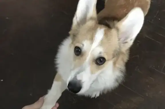 Собаки потеряшки, Санкт-Петербург, фото: Потеряшка собака Корги на улице Бестужевская, СПб.