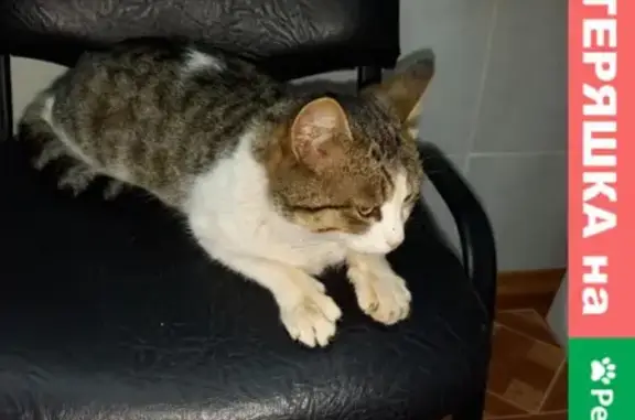 Найден котик на ул. Баки Урманче, Казань