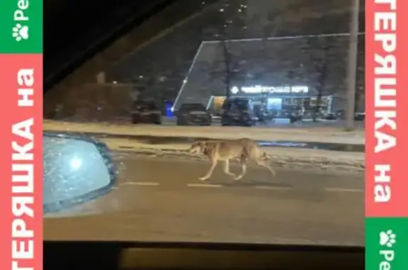 Найден пёс на ул. Свободы 24/9 в Москве