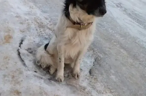 Найдена собака на ул. Самолетной, 216 в Оренбурге