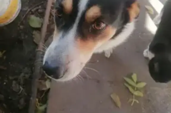 Пропала собака Тузик в Красносельском поселении