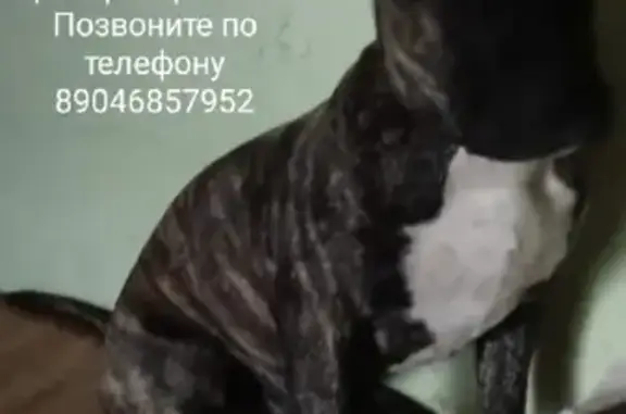 Пропала собака породы питбуль Альма в Кузовском сельсовете