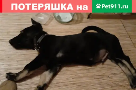 Срочно ищу хозяев собаки без паразитов в 19мкр, Ангарск